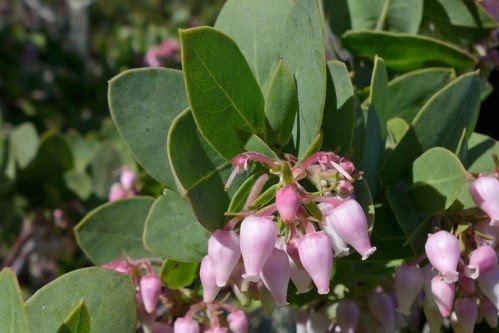 Manzanita blossoms