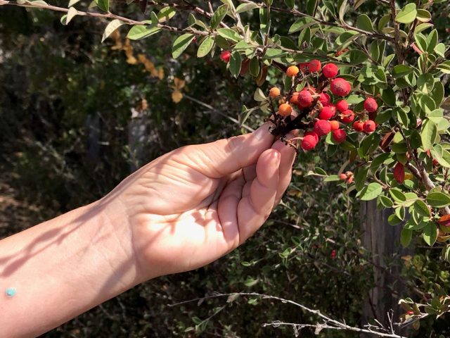 Coffeeberry bush in fruit