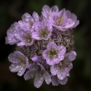 sea thrift (Armeria maritima)