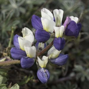 Varied lupine (Lupinus variicolor)