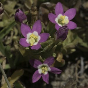 Zeltnera davyi (Davy's centaury)