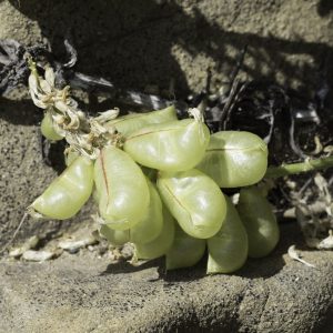 Nuttall's milkvetch (Astragalus nuttallii)