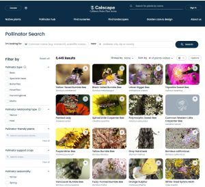 Calscape California Native Plant Society pollinator information hub includes pollinator search