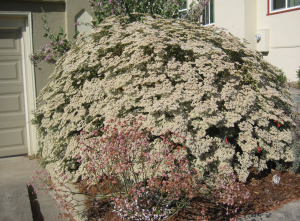 St. Catherine’s Lace (Eriogonum giganteum) with the rose-colored form of E. latifolium