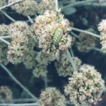Caterpillar of the endangered Smith’s Blue Butterfly (Euphilotes enoptes smithii) camouflaged on Eriogonum parvifolium, its only host plant. Photo: Suzanne Schettler