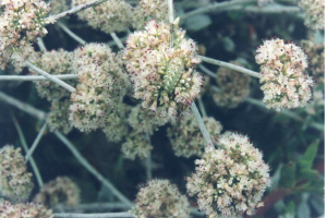 Caterpillar of the endangered Smith’s Blue Butterfly (Euphilotes enoptes smithii) camouflaged on Eriogonum parvifolium, its only host plant. Photo: Suzanne Schettler